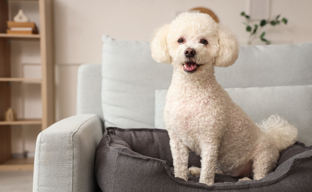 Tại sao người Việt chuộng Poodle hơn các giống khác?